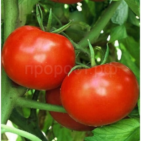 Beio Фермерская Томат Полфаст F1 1000 шт