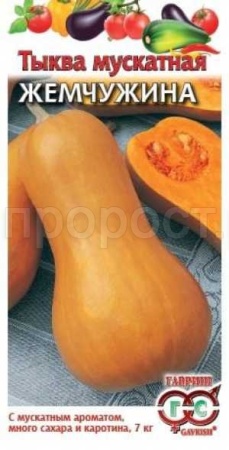 Гавриш Тыква мускатная Жемчужина 1,0г