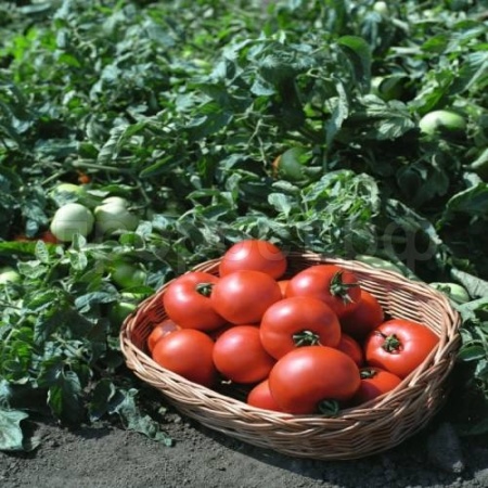 Beio Фермерская Томат Полбиг F1 1000шт