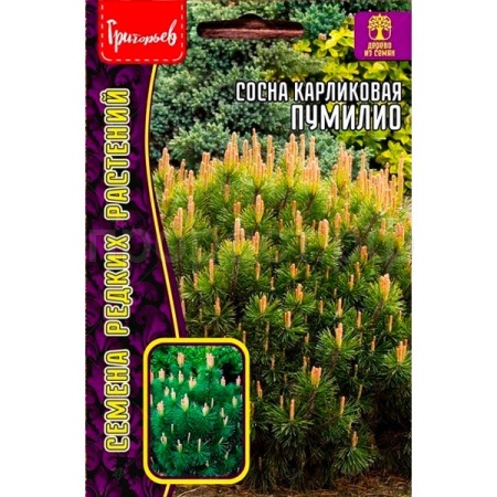 Сосна карликовая Пумилио 10 шт Сосна карликовая Пумилио 10 шт