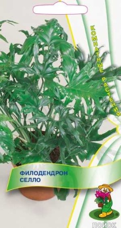 Филодендрон селло 3шт Филодендрон селло 3шт